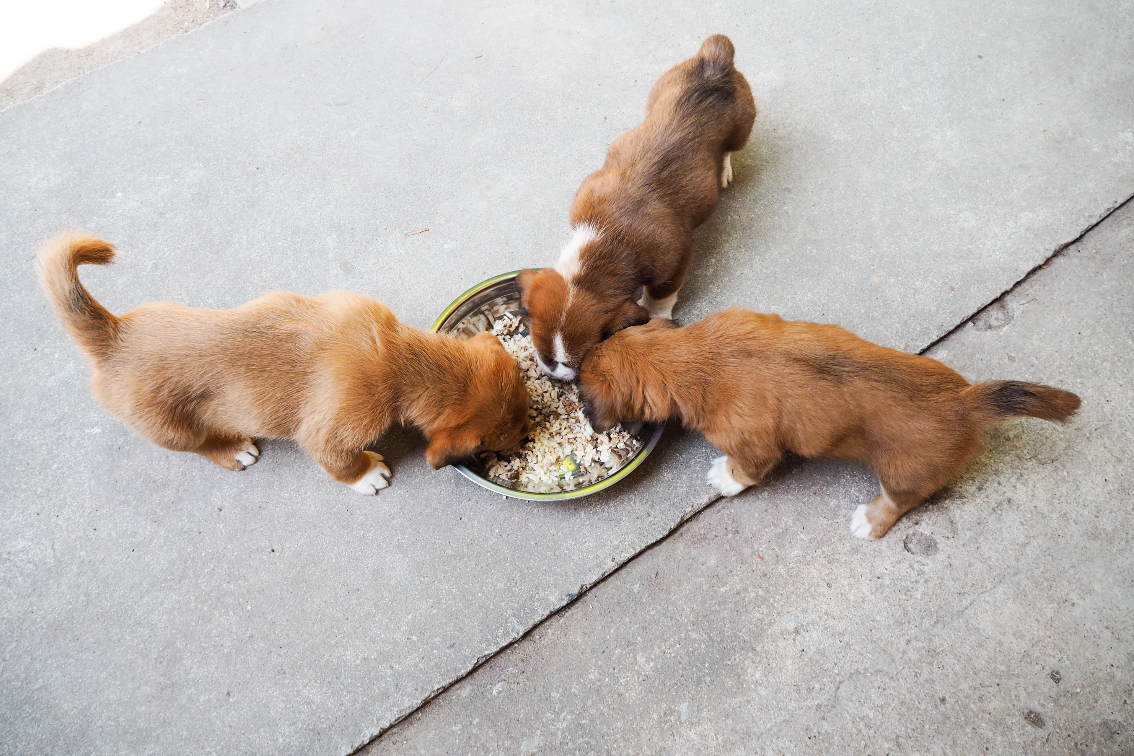 Chiots qui mangent